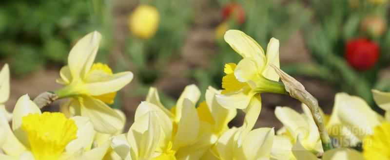 Фото: Вологда-поиск