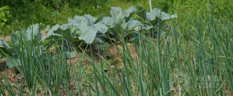 фото: Тимур Бойков / Вологда-поиск