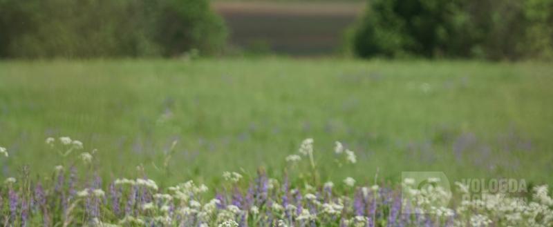 Вологда-поиск