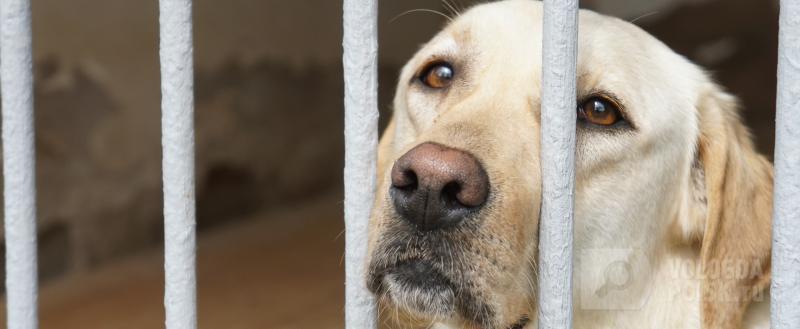 Фото: Вологда-поиск