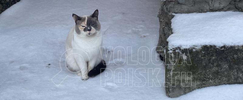 Фото Тимура Бойкова/Вологда-Поиск