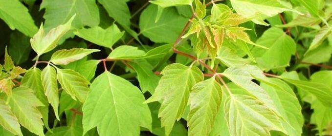 Принтскрин с видео