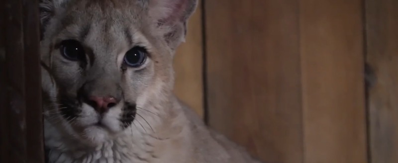 Принтскрин с видео