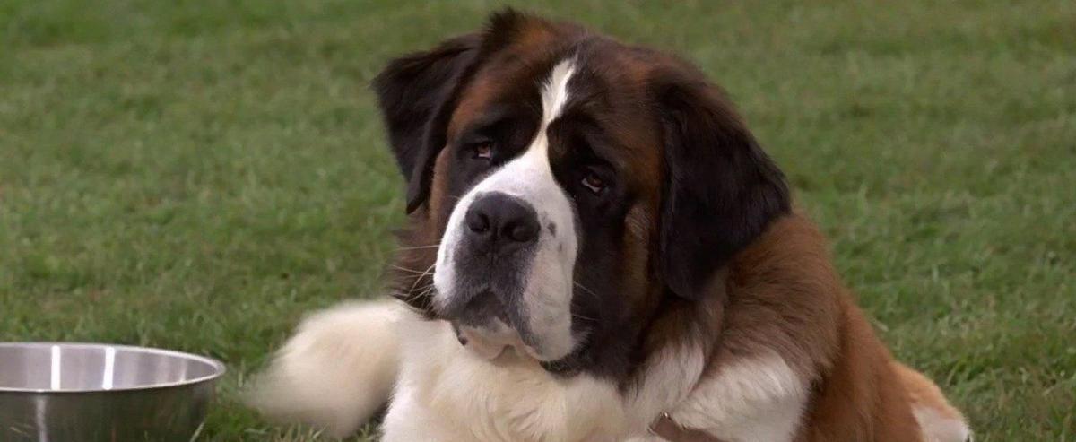 Что посмотреть в выходной со всей семьей? Предлагаем 4 фильма