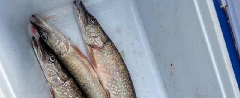 Фото Тимура Бойкова/Вологда-Поиск