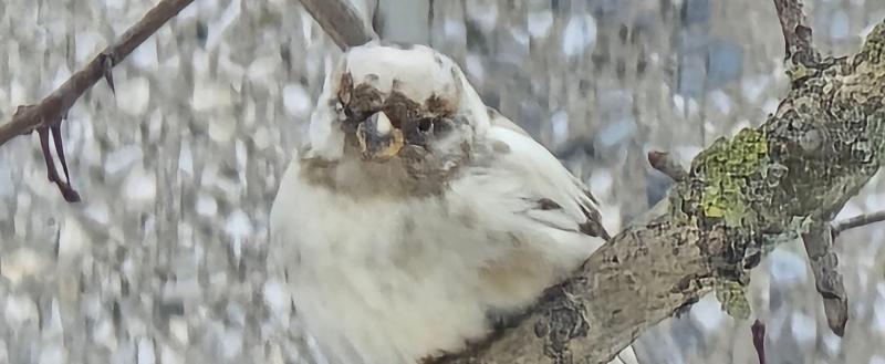 Фото Татьяна Добродей. Вологодское отделение Союза охраны птиц России