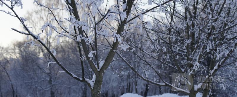 Никита Трушков / Вологда-Поиск