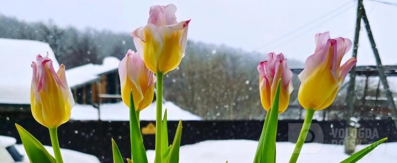 Фото: Вологда-поиск