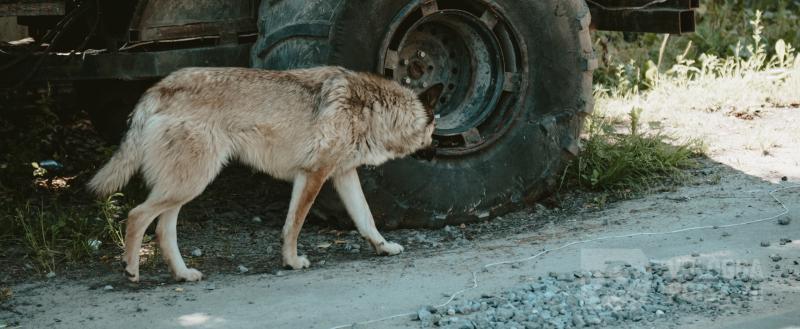 фото: Вологда-поиск
