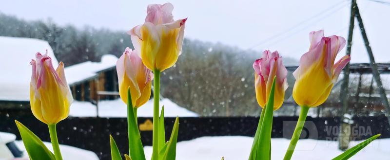 Фото: Вологда-поиск