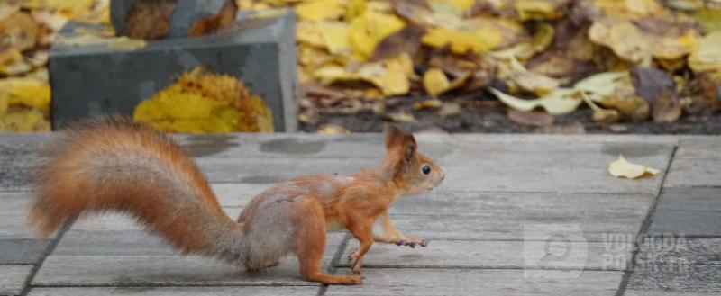 Фото: Вологда-поиск
