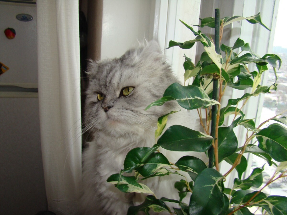 Фото: pxhere.com