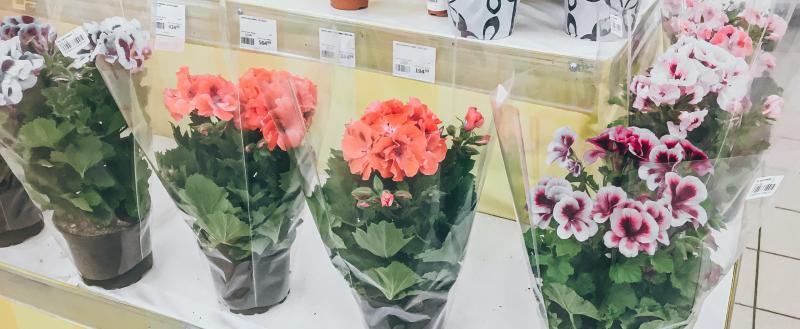 Фото Тимура Бойкова/Вологда-Поиск