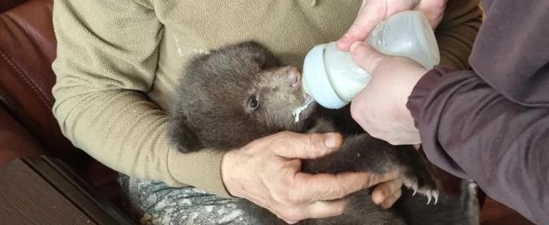 Главохота Вологодской области