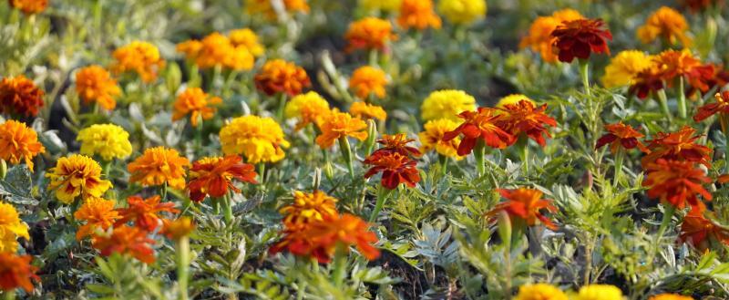 Вологда-Поиск