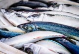 Такую рыбу вы еще не пробовали: рецепт засолки скумбрии сухим способом - даже лучше семги