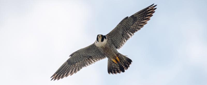 предоставлено пресс-службой ПАО «БАНК УРАЛСИБ»