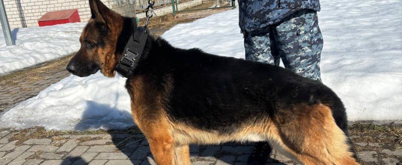 Фото пресс-службы УМВД по Вологодской области