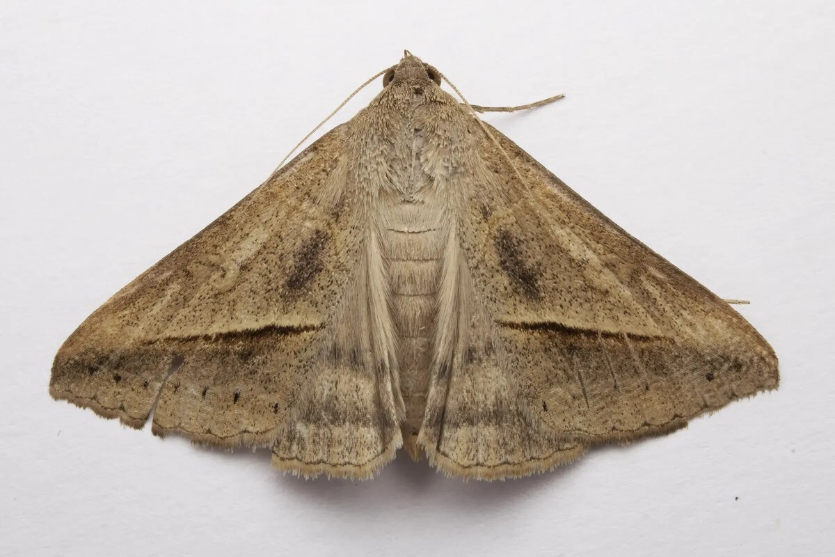 Фото: pxhere.com