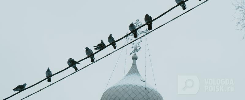 Вологда-Поиск