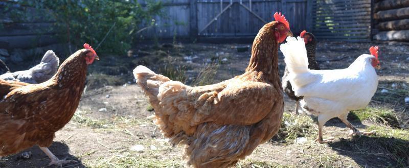 Вологда-поиск