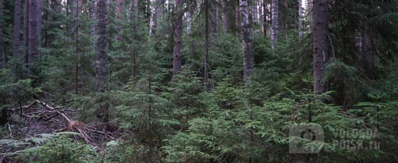 Вологда-поиск