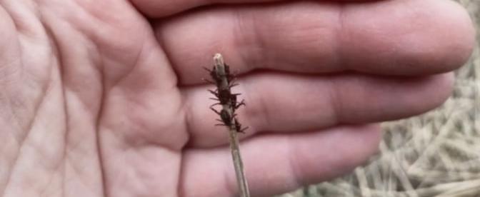 МогилевОнлайн