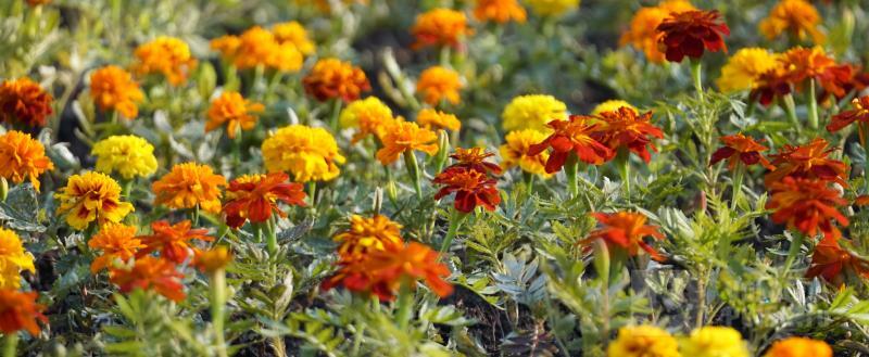 Вологда-Поиск