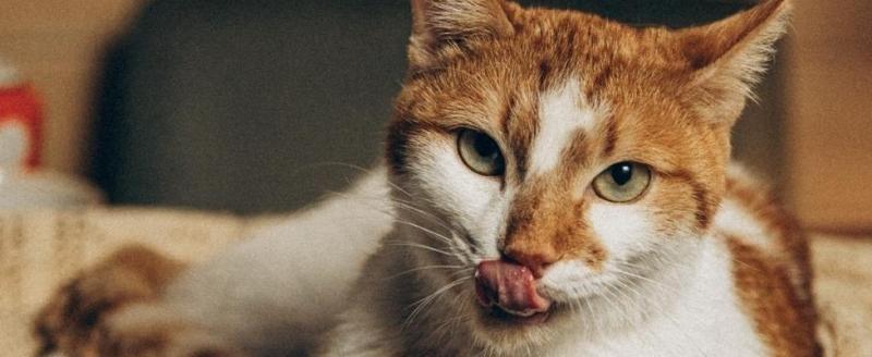 съемочная группа фильма «Настоящее котовство«