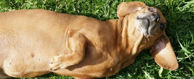 Тимур Бойков, Vologda-poisk.ru