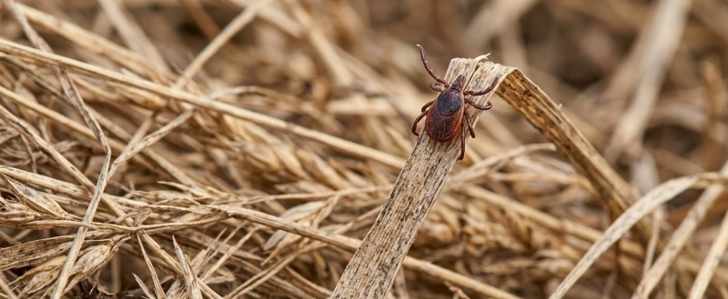 Изображение создано нейросетью, источник - gemini.google.com