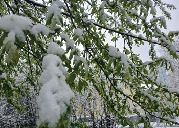 Как защитить сад от апрельского снега