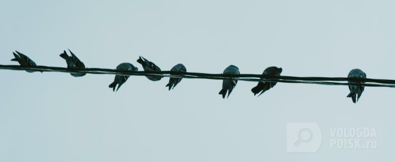 Вологда-Поиск, Тимур Бойков