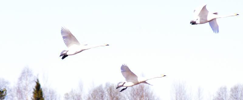Фото: Александр Красильников, газета «Северная новь»