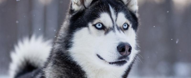 Фото: группа Вконтакте «Хаски»