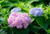 Никогда нельзя сажать рядом: 5 главных врагов гортензии &mdash; они будут угнетать рост