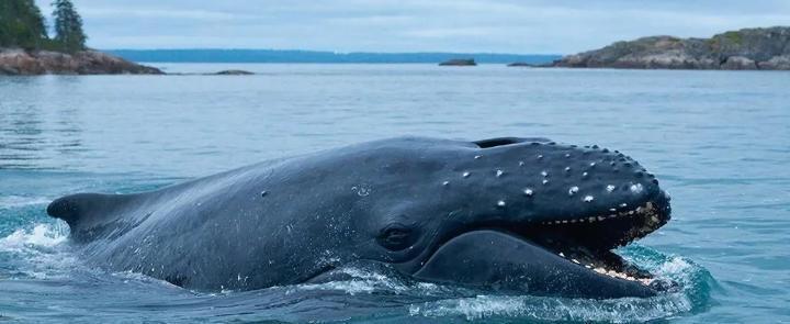 изображение сгенерировано ИИ 