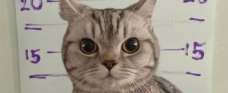 Фото: Telegram Двач