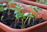 Рассада крепчает на глазах: всего 20 капель при поливе &mdash; урожай вырастит в 2 раза