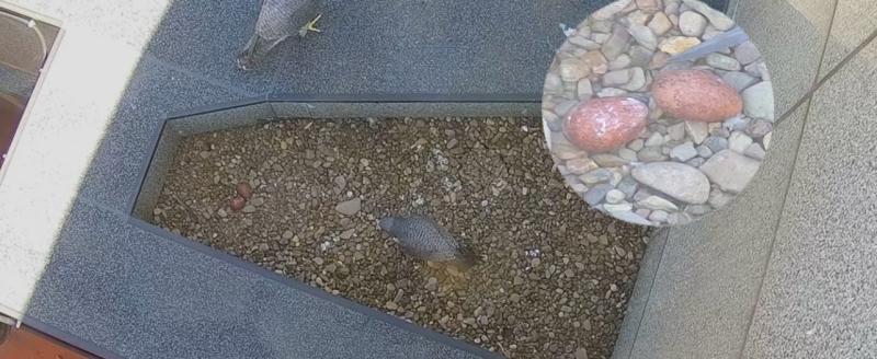 У сапсанов на крыше Уралсиба в Уфе в кладке появилось два яйца