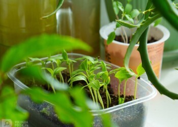 Подскажите, почему рассада помидоров то не взойдет, то еле-еле растет?