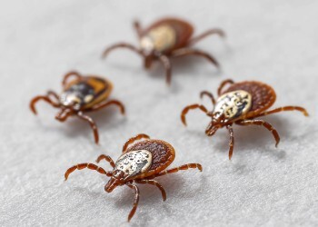 На страже вашего участка: какие растения в силах отпугнуть клещей