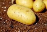 Добавляем 2 горсти в лунку &mdash; урожай картофеля увеличится в 5 раз: эффективная подкормка