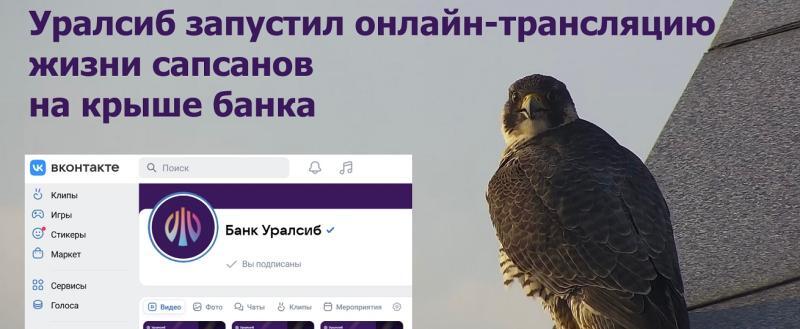 Уралсиб запустил онлайн-трансляцию жизни сапсанов на крыше банка