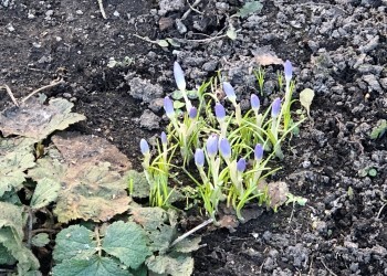 Запрыгнуть в последний вагон: что ещё не поздно садить на участке