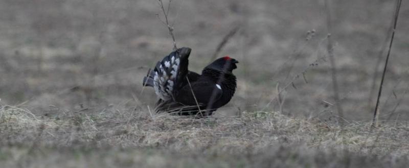 Вологодское отделение Союза охраны птиц России