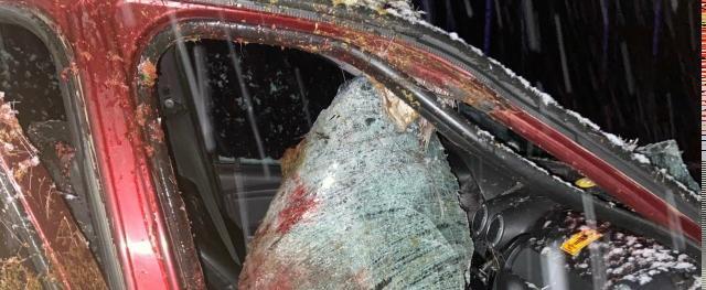 ДТП с лосем в Никольском округе: пассажир «Лады Ларгус» попал в больницу