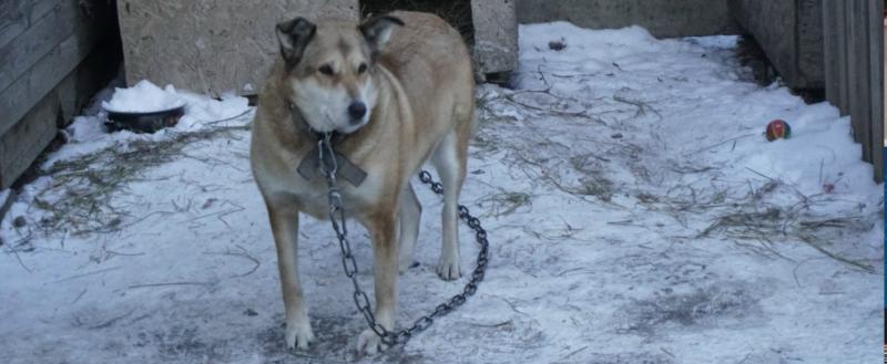 Тимур Бойков, Vologda-poisk.ru