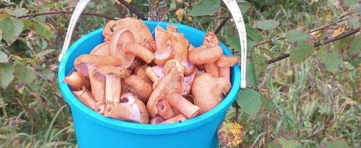 Дарья Богданова, Вологда-поиск