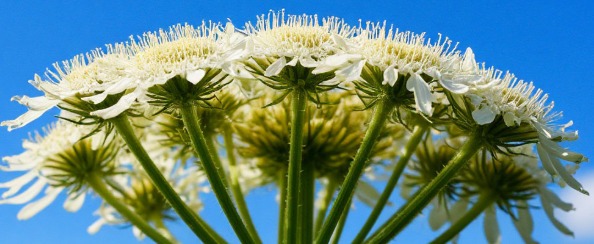 Борьба с борщевиком Сосновского: угроза, требующая решительных мер